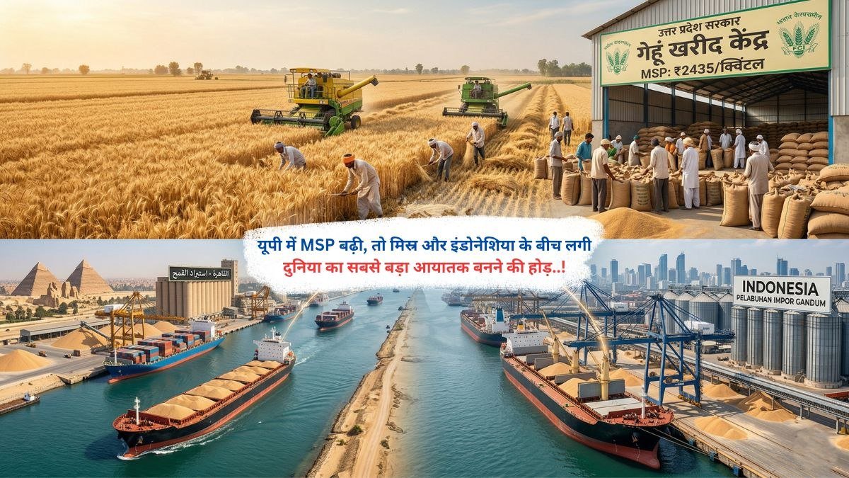 यूपी में MSP बढ़ी, तो मिस्र और इंडोनेशिया के बीच लगी दुनिया का सबसे बड़ा आयातक बनने की होड़..!