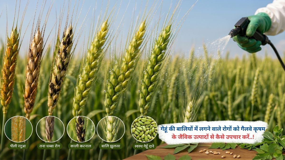गेहूं की बालियों में लगने वाले रोगों का गैलवे कृषम के जैविक उत्पादों से प्राकृतिक और प्रभावी उपचार