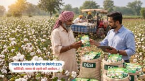 पंजाब में कपास के बीजों पर मिलेगी 33% सब्सिडी, समय से पहले करें आवेदन