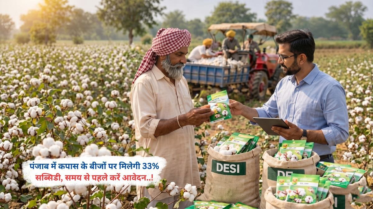 पंजाब में कपास के बीजों पर मिलेगी 33% सब्सिडी, समय से पहले करें आवेदन