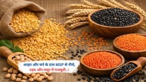 अरहर और चने के दाम MSP से नीचे, उड़द और मसूर में मजबूती