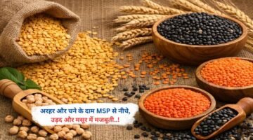 अरहर और चने के दाम MSP से नीचे, उड़द और मसूर में मजबूती
