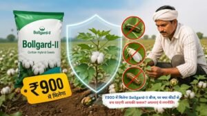 ₹900 में मिलेगा Bollgard-II बीज, पर क्या कीटों से बच पाएगी आपकी फसल? अपनाएं ये रणनीति।
