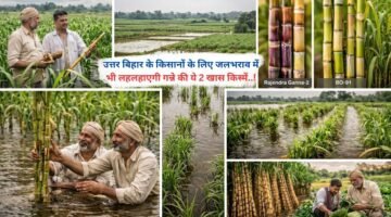 उत्तर बिहार के किसानों के लिए जलभराव में भी लहलहाएगी गन्ने की ये 2 खास किस्में