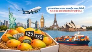 गुजरात के केसर आम का अंतरराष्ट्रीय जलवा; विदेशों में 25 से 30 डॉलर प्रति दर्जन तक पहुंचे भाव
