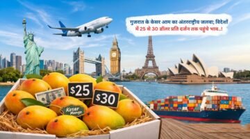 गुजरात के केसर आम का अंतरराष्ट्रीय जलवा; विदेशों में 25 से 30 डॉलर प्रति दर्जन तक पहुंचे भाव