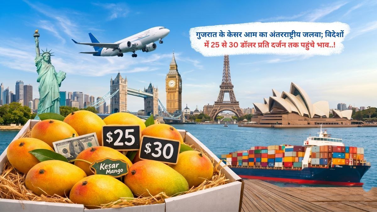गुजरात के केसर आम का अंतरराष्ट्रीय जलवा; विदेशों में 25 से 30 डॉलर प्रति दर्जन तक पहुंचे भाव