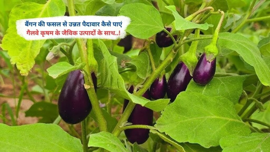 बैंगन की फसल से उन्नत पैदावार कैसे पाएं गैलवे कृषम के जैविक उत्पादों के साथ