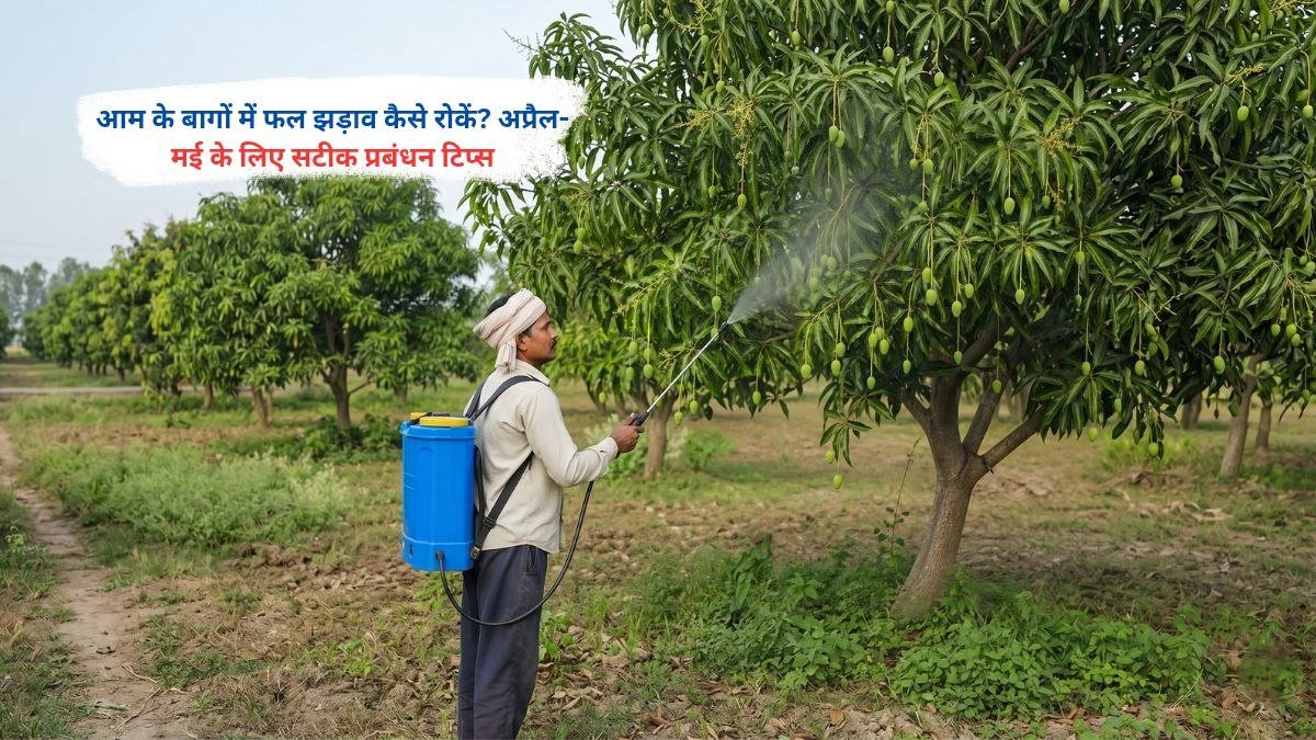 आम के बागों में फल झड़ाव कैसे रोकें? अप्रैल-मई के लिए सटीक प्रबंधन टिप्स