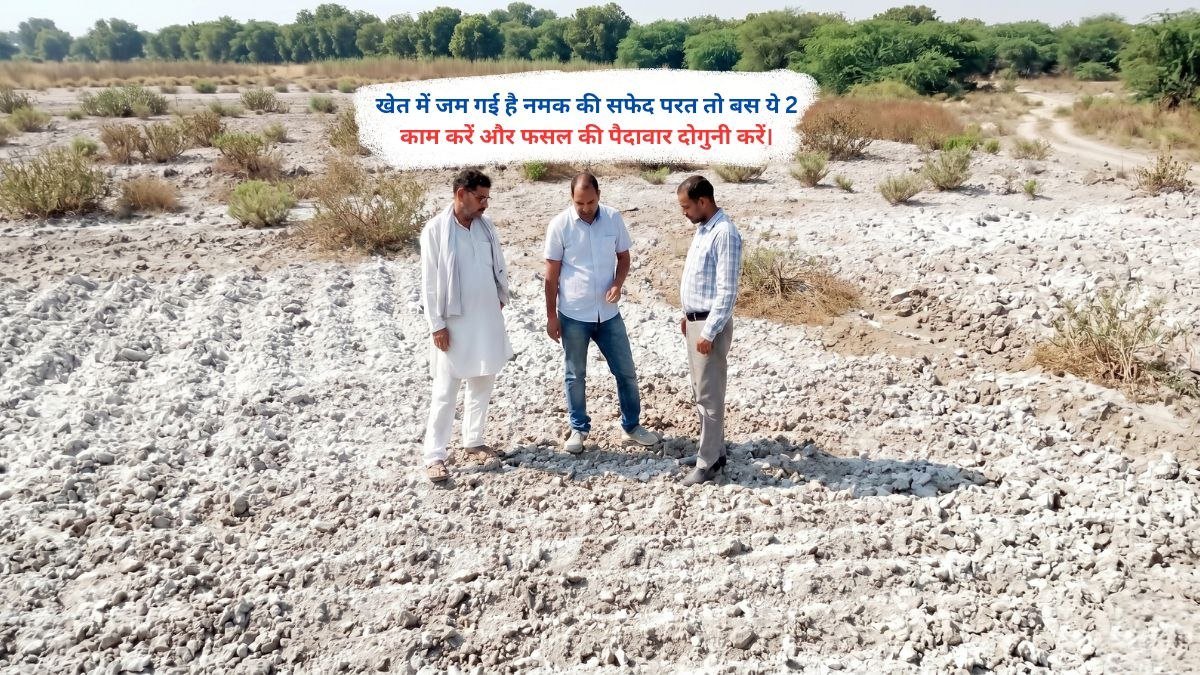 खेत में जम गई है नमक की सफेद परत तो बस ये 2 काम करें और फसल की पैदावार दोगुनी करें।