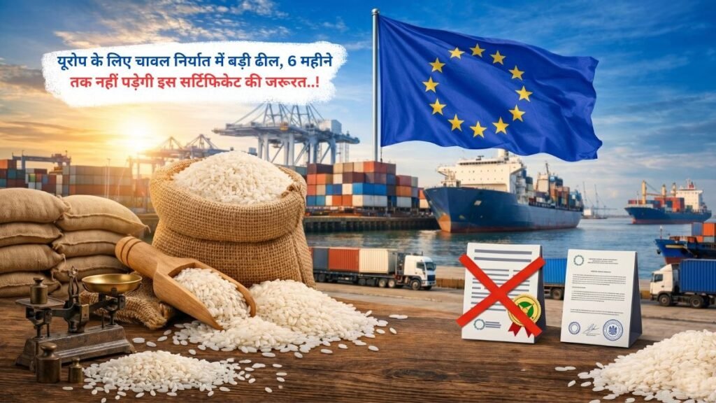 यूरोप के लिए चावल निर्यात में बड़ी ढील, 6 महीने तक नहीं पड़ेगी इस सर्टिफिकेट की जरूरत