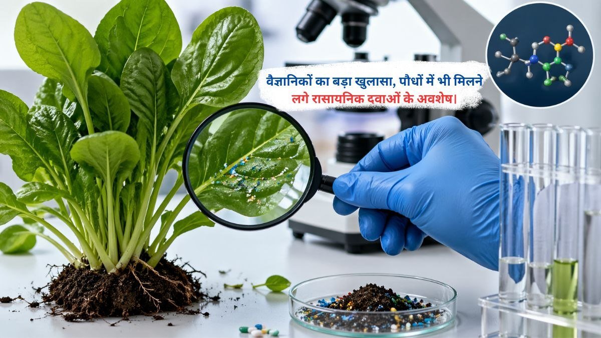 वैज्ञानिकों का बड़ा खुलासा, पौधों में भी मिलने लगे रासायनिक दवाओं के अवशेष।