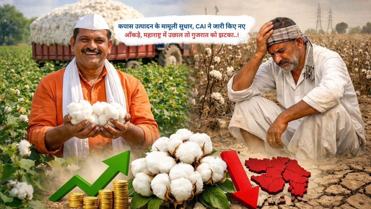 कपास उत्पादन के मामूली सुधार, CAI ने जारी किए नए आँकड़े, महाराष्ट्र में उछाल तो गुजरात को झटका