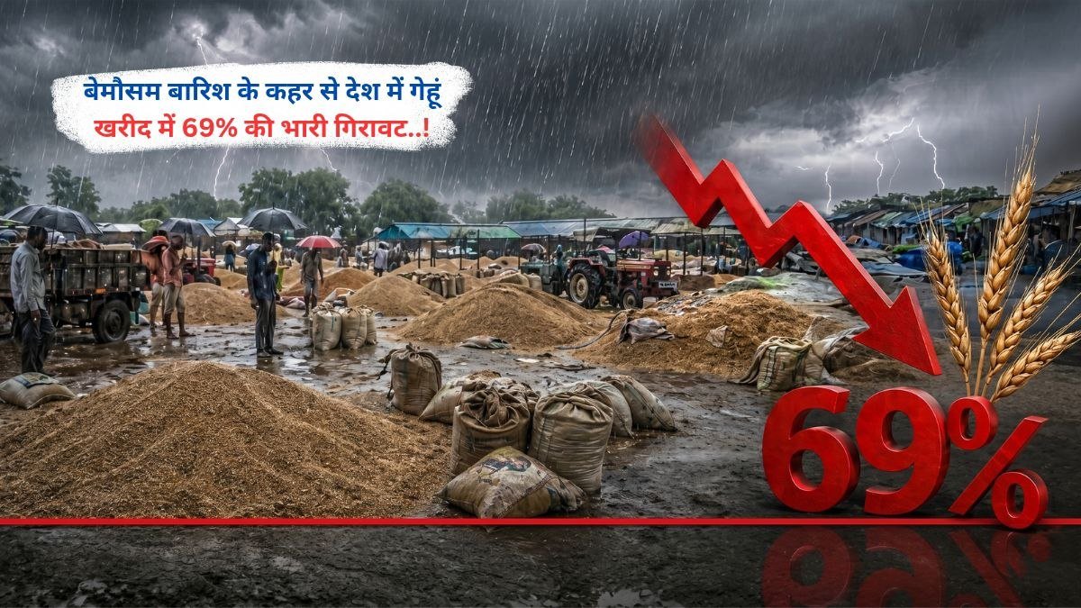 बेमौसम बारिश के कहर से देश में गेहूं खरीद में 69% की भारी गिरावट