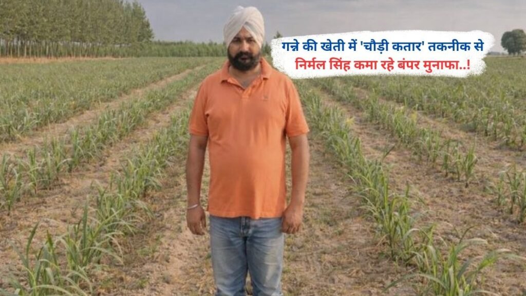 गन्ने की खेती में 'चौड़ी कतार' तकनीक से निर्मल सिंह कमा रहे बंपर मुनाफा