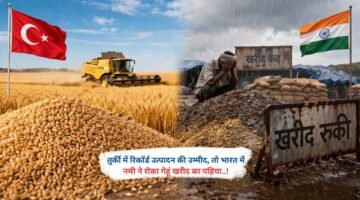 तुर्की में रिकॉर्ड उत्पादन की उम्मीद, तो भारत में नमी ने रोका गेहूं खरीद का पहिया