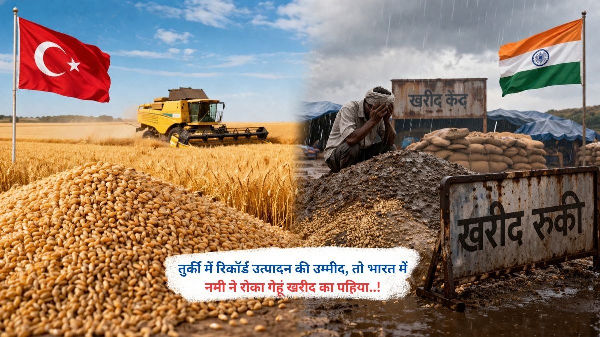 तुर्की में रिकॉर्ड उत्पादन की उम्मीद, तो भारत में नमी ने रोका गेहूं खरीद का पहिया