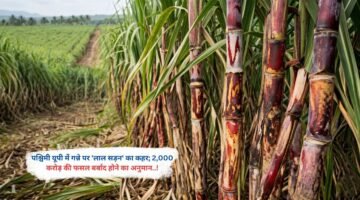 पश्चिमी यूपी में गन्ने पर 'लाल सड़न' का कहर; 2,000 करोड़ की फसल बर्बाद होने का अनुमान