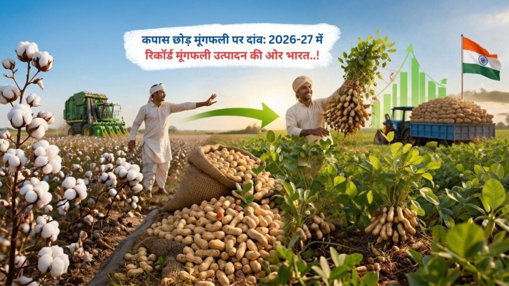 कपास छोड़ मूंगफली पर दांव: 2026-27 में रिकॉर्ड मूंगफली उत्पादन की ओर भारत