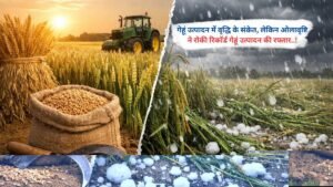 गेहूं उत्पादन में वृद्धि के संकेत, लेकिन ओलावृष्टि ने रोकी रिकॉर्ड गेहूं उत्पादन की रफ्तार