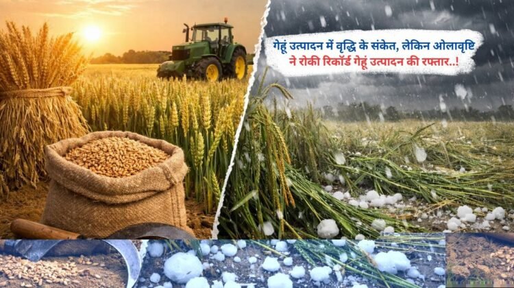 गेहूं उत्पादन में वृद्धि के संकेत, लेकिन ओलावृष्टि ने रोकी रिकॉर्ड गेहूं उत्पादन की रफ्तार
