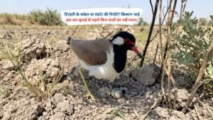 टिटहरी के संकेत या IMD की रिपोर्ट? किसान भाई इस बार बुवाई से पहले किन बातों का रखें ध्यान।