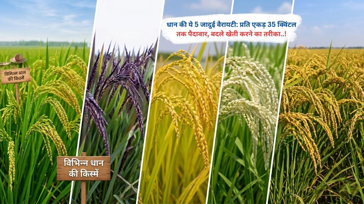 धान की ये 5 जादुई वैरायटी: प्रति एकड़ 35 क्विंटल तक पैदावार, बदले खेती करने का तरीका
