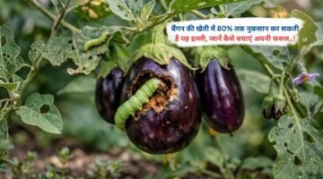 बैंगन की खेती में 80% तक नुकसान कर सकती है यह इल्ली, जानें कैसे बचाएं अपनी फसल