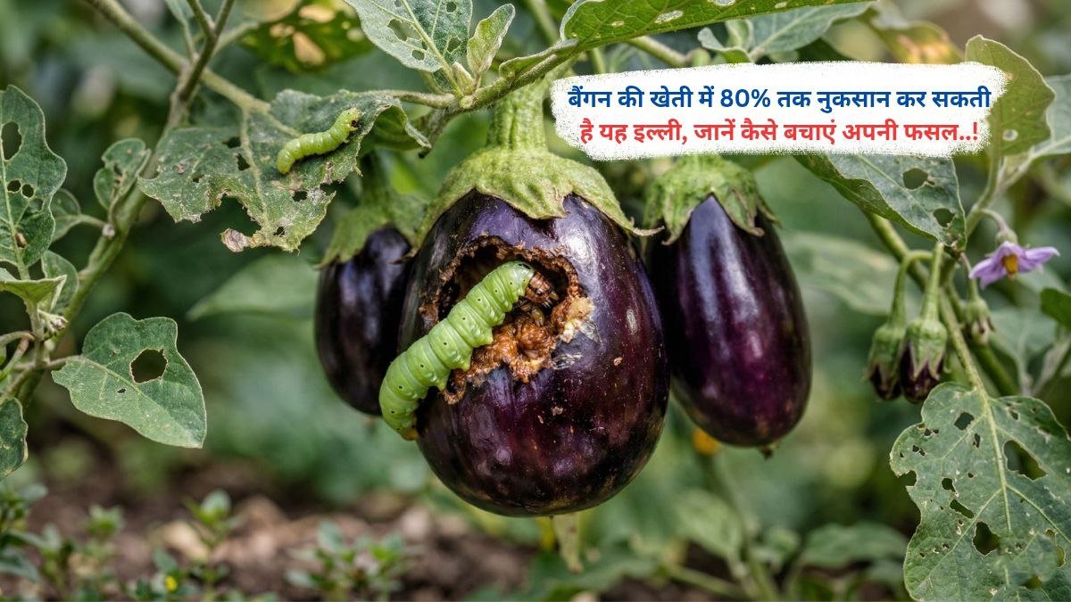 बैंगन की खेती में 80% तक नुकसान कर सकती है यह इल्ली, जानें कैसे बचाएं अपनी फसल