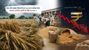 बेमौसम बारिश ने बिगाड़ा गेहूं की खरीद का गणित, जानें आपके राज्य में क्या है भाव