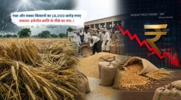 बेमौसम बारिश ने बिगाड़ा गेहूं की खरीद का गणित, जानें आपके राज्य में क्या है भाव