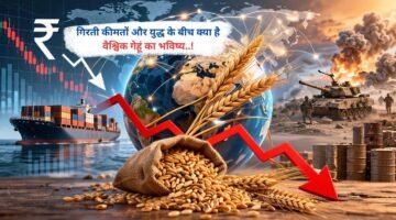 गिरती कीमतों और युद्ध के बीच क्या है वैश्विक गेहूं का भविष्य