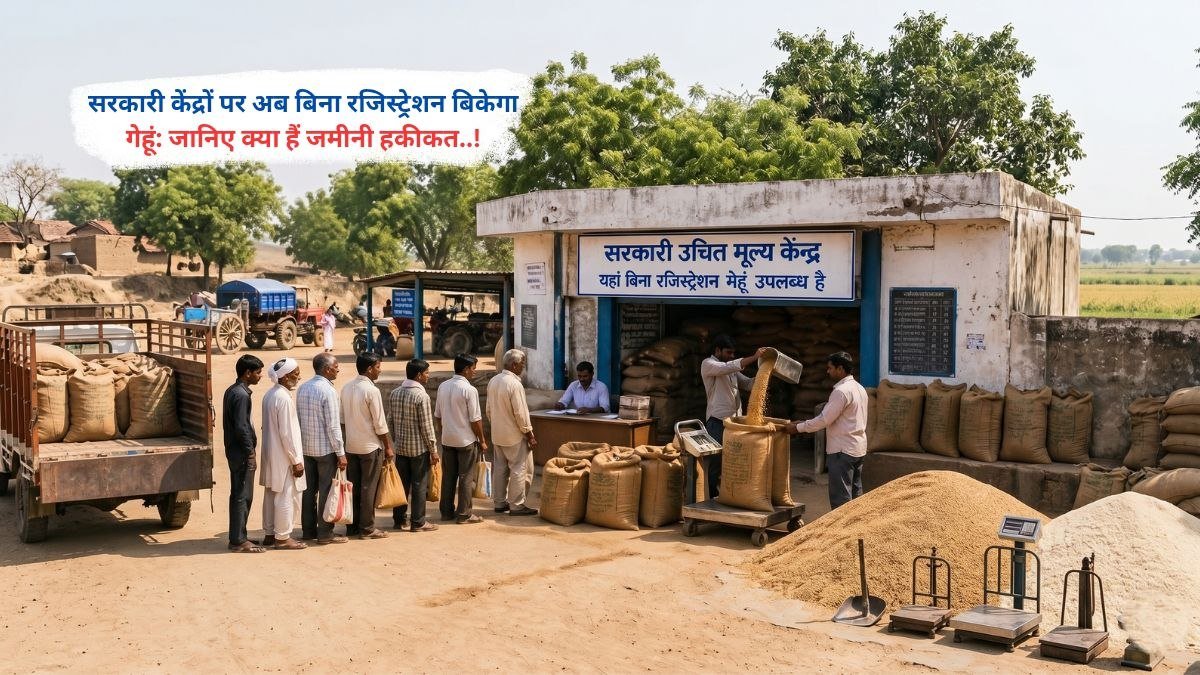 सरकारी केंद्रों पर अब बिना रजिस्ट्रेशन बिकेगा गेहूं, जानिए क्या है जमीनी हकीकत