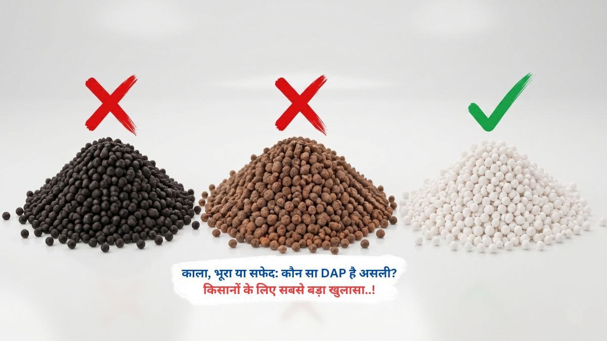 काला, भूरा और सफेद DAP खाद की तुलना और असली DAP की पहचान
