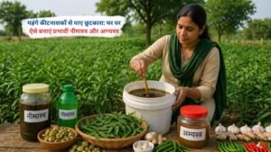 घर पर बने नीमास्त्र और अग्न्यस्त्र का उपयोग करते हुए किसान फसल की सुरक्षा करते हुए