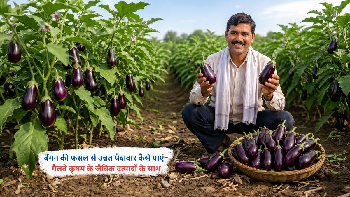 बैंगन की फसल से अधिक पैदावार पाने के लिए गैलवे कृषम के जैविक उत्पादों का उपयोग करते किसान, स्वस्थ और हरी-भरी बैंगन की फसल का दृश्य