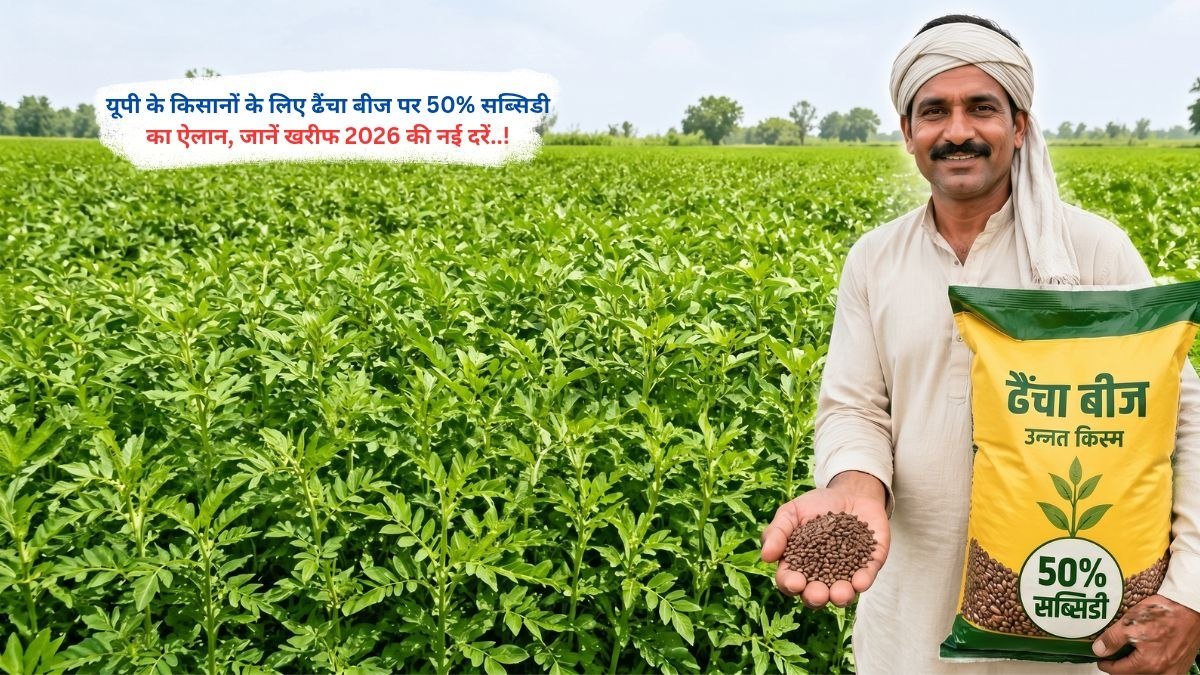 उत्तर प्रदेश में किसानों को ढैंचा बीज पर 50 प्रतिशत सब्सिडी का लाभ, खरीफ 2026 योजना की जानकारी