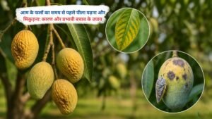 आम के फल पेड़ पर समय से पहले पीले पड़ते और सिकुड़ते हुए, रोग या पोषक तत्वों की कमी के संकेत