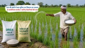 धान की खेती में अमोनियम सल्फेट और यूरिया खाद का उपयोग करते किसान