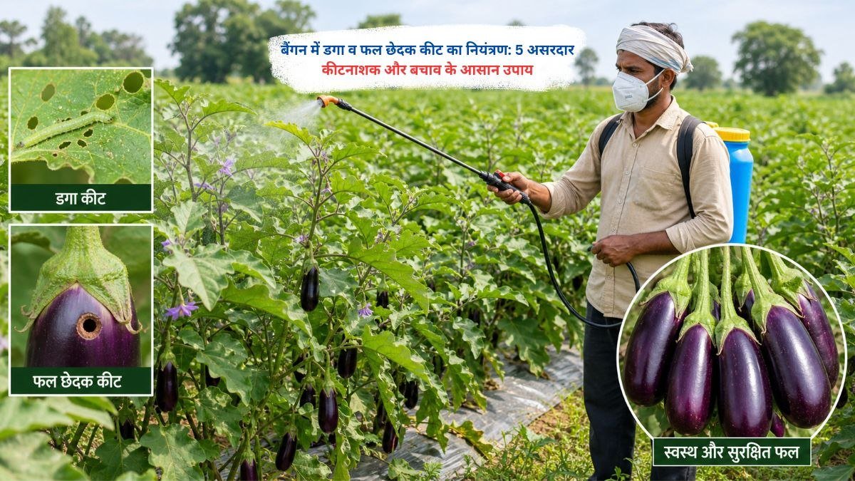 बैंगन में फल छेदक कीट से प्रभावित फल