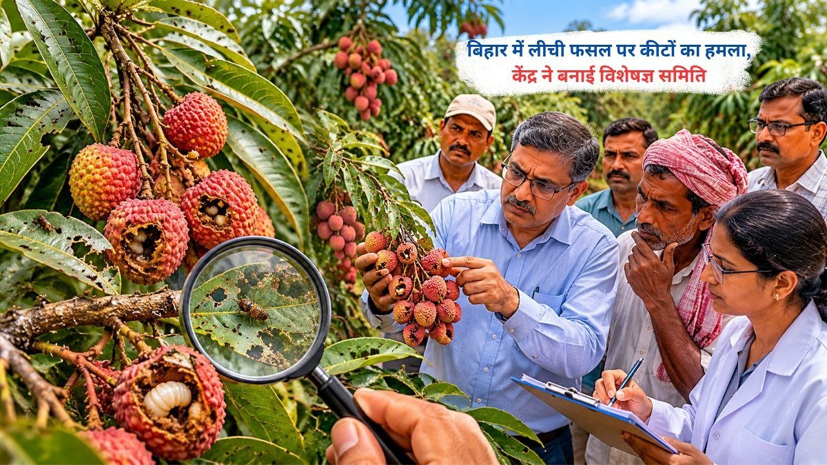 बिहार में लीची फसल पर कीट हमले के बाद बागानों का निरीक्षण करती विशेषज्ञ टीम