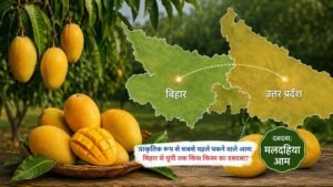 बिहार और यूपी में प्राकृतिक रूप से सबसे पहले पकने वाले आमों की विभिन्न किस्में।