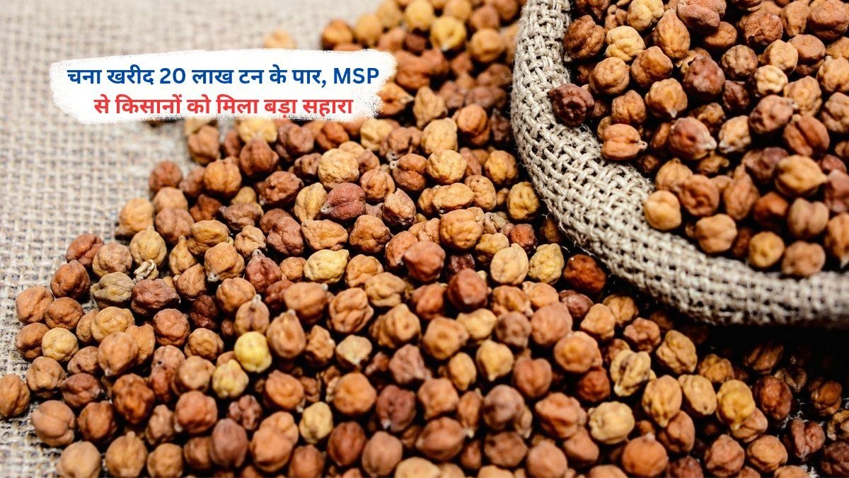 MSP पर 20 लाख टन से अधिक चना खरीद से किसानों को मिला लाभ
