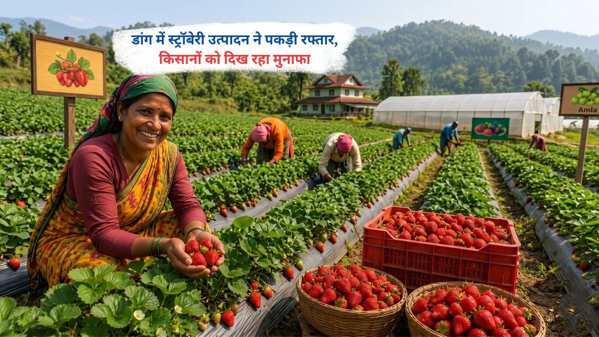 डांग में स्ट्रॉबेरी की खेती करते किसान, बढ़ता उत्पादन और रुझान