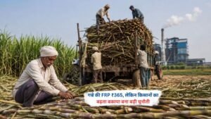 भारत में गन्ने की FRP ₹365 तय होने के बाद भी चीनी मिलों पर किसानों का बढ़ता बकाया और चीनी निर्यात की स्थिति दर्शाती तस्वीर