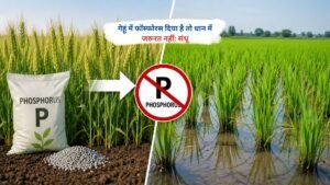 गेहूं और धान की फसल में फॉस्फोरस उपयोग को लेकर किसानों को सलाह देते संधू का प्रतीकात्मक दृश्य