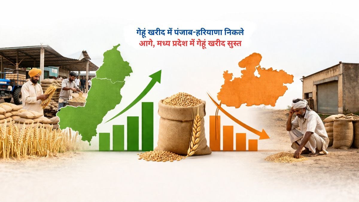 पंजाब और हरियाणा में तेज गेहूं खरीद, मध्य प्रदेश में सुस्त प्रक्रिया