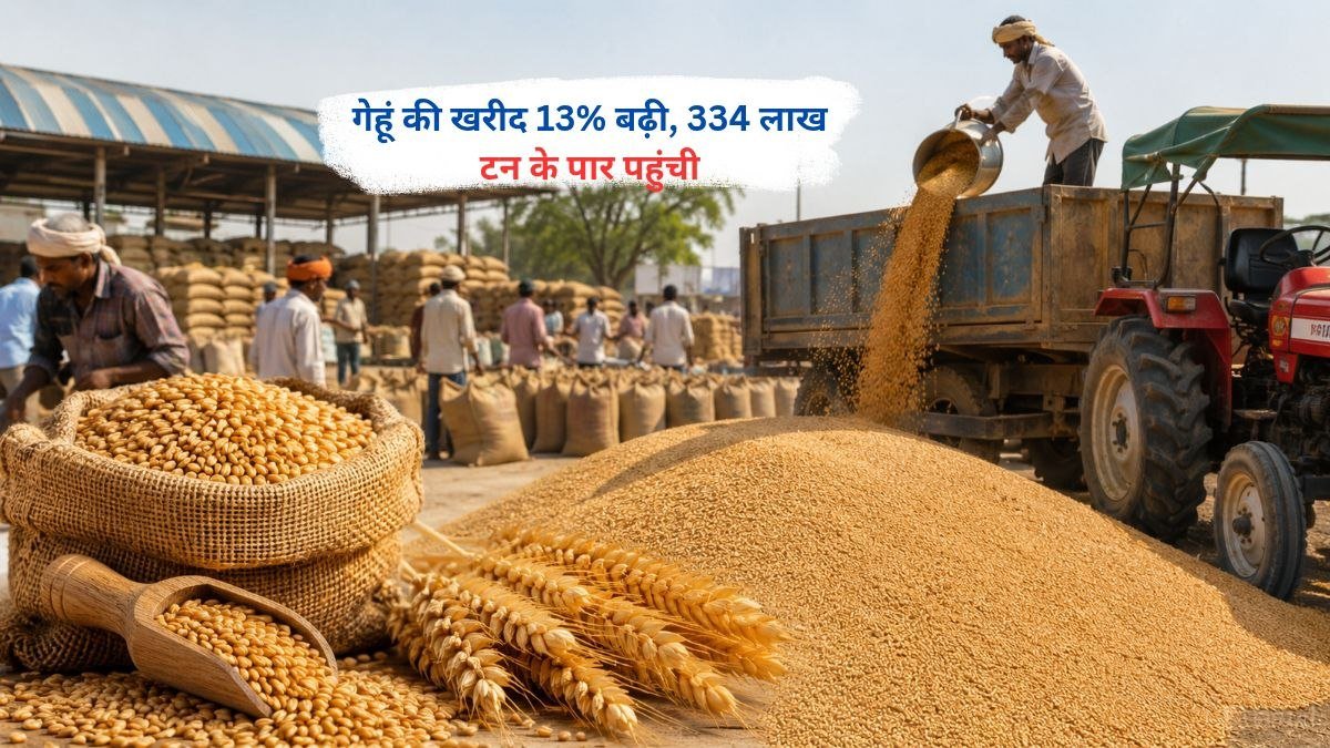 भारत में गेहूं की खरीद में 13% की बढ़ोतरी, कुल 334 लाख टन के पार पहुंची