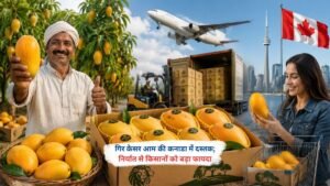 गुजरात के गिर केसर आम का कनाडा निर्यात, किसानों को बढ़ा फायदा