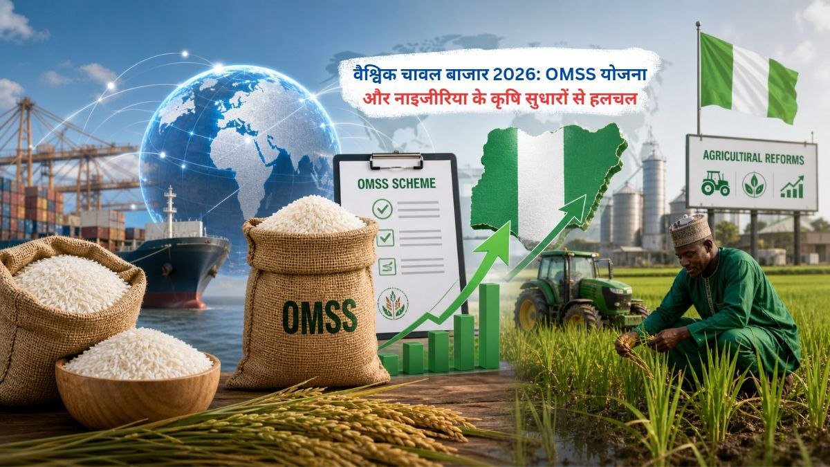 वैश्विक चावल बाजार 2026 में भारत की OMSS योजना और नाइजीरिया के कृषि सुधारों का प्रभाव दिखाता चित्र